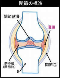 関節の構造（滑膜）