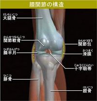 ひざ関節の構造