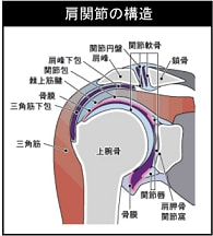 肩関節の構造