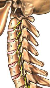 頸椎の関節