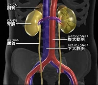 副腎